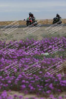 media/Jan-14-2023-SoCal Trackdays (Sat) [[497694156f]]/Turn 14 Exit Bloomig (145pm)/